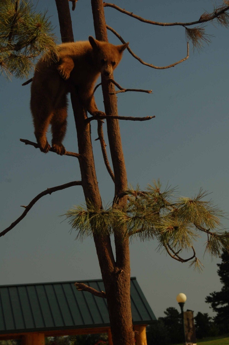 cubs in tree